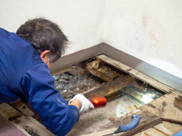 Best Mold Testing and Removal  in Scott City, KS