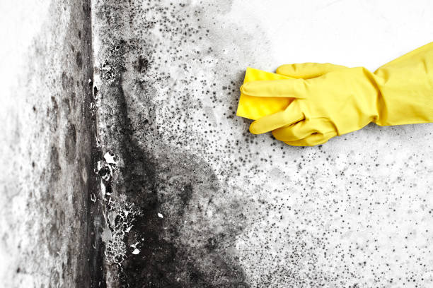 Best Attic Mold Removal  in Scott City, KS