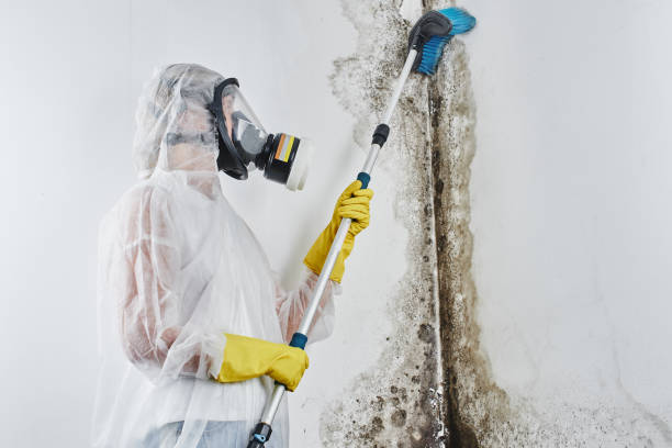 Best Mold Remediation  in Scott City, KS