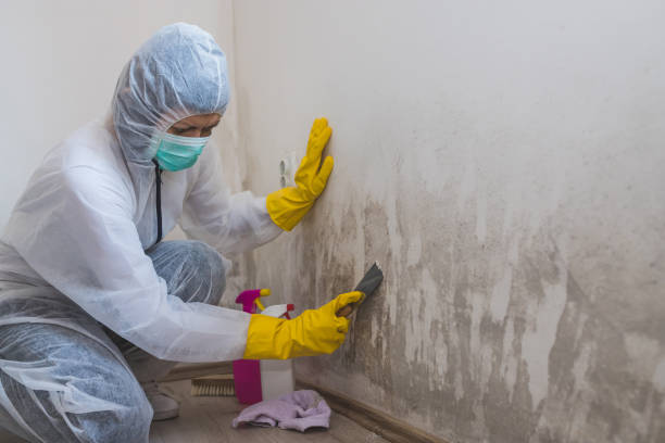 Best Water Damage Restoration  in Scott City, KS