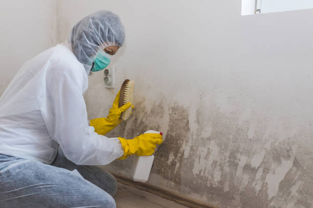 Best Best Mold Removal Companies  in Scott City, KS