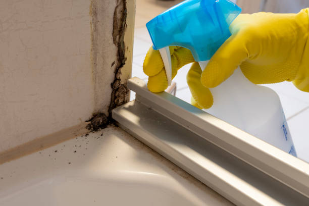 Mold Testing and Removal in Scott City, KS