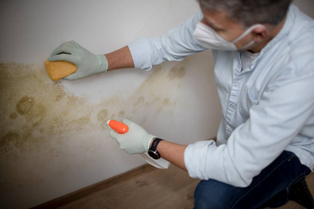 Best Commercial Mold Removal  in Scott City, KS
