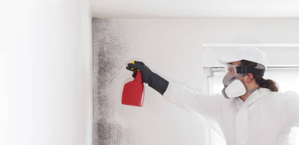 Best Black Mold Removal  in Scott City, KS