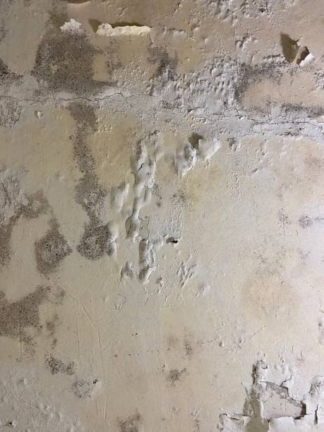 Best Certified Mold Removal  in Scott City, KS