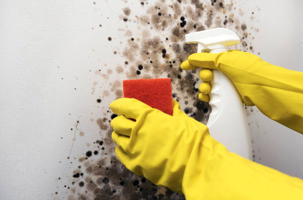 Scott City, KS Mold Removal Company