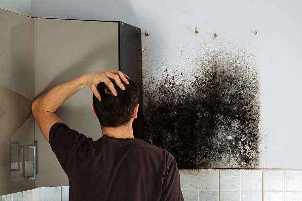 Best Professional Mold Removal  in Scott City, KS