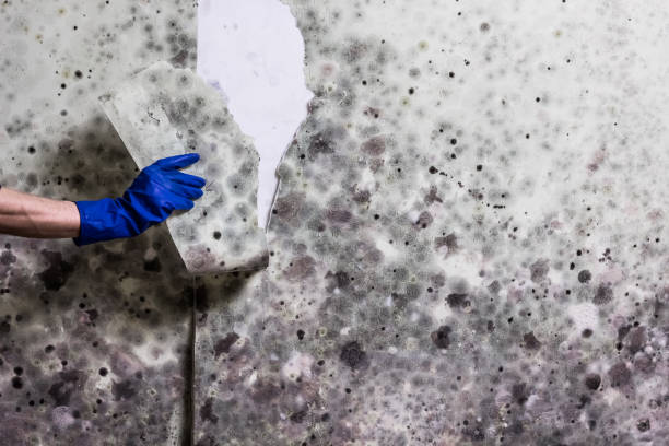 Attic Mold Removal in Scott City, KS