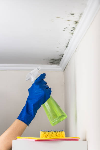 Best Emergency Mold Removal  in Scott City, KS